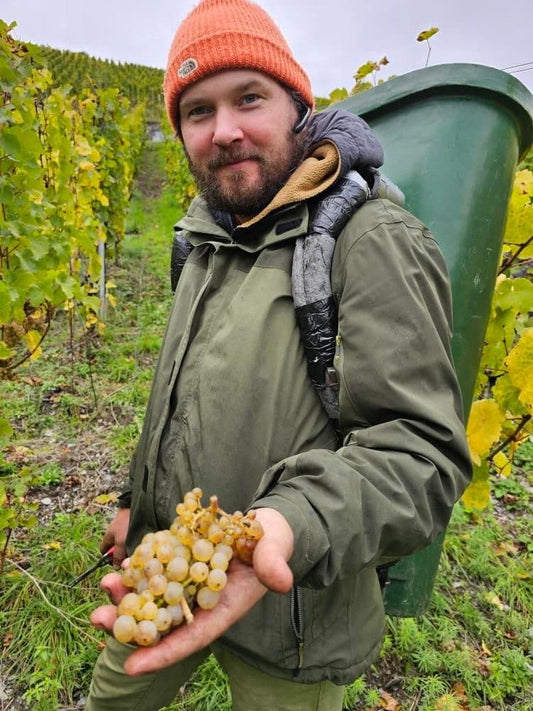 Julian Haart in the vineyard at harvest