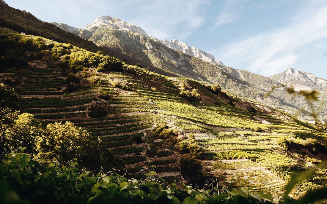 Eight Alpine Wines We Are Drinking Right Now