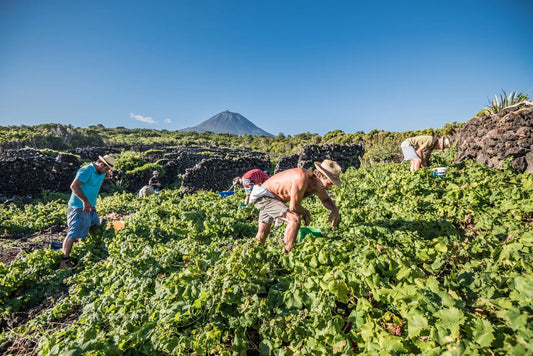 Portugal's Top White Wines are Coming from the Azores Within Earshot of the Surf