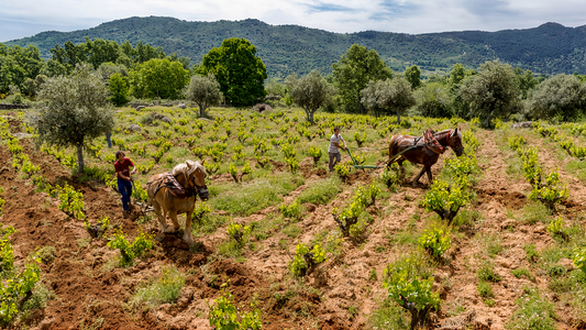 Comando G: Garnacha at its Best with The Ethereal 2023 Crus and 2024 Village Wines